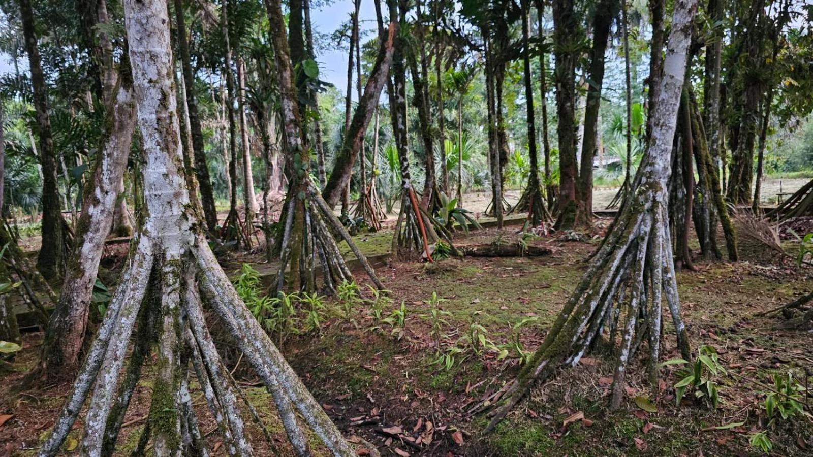 Hosteria Finca El Pigual Puyo Kültér fotó