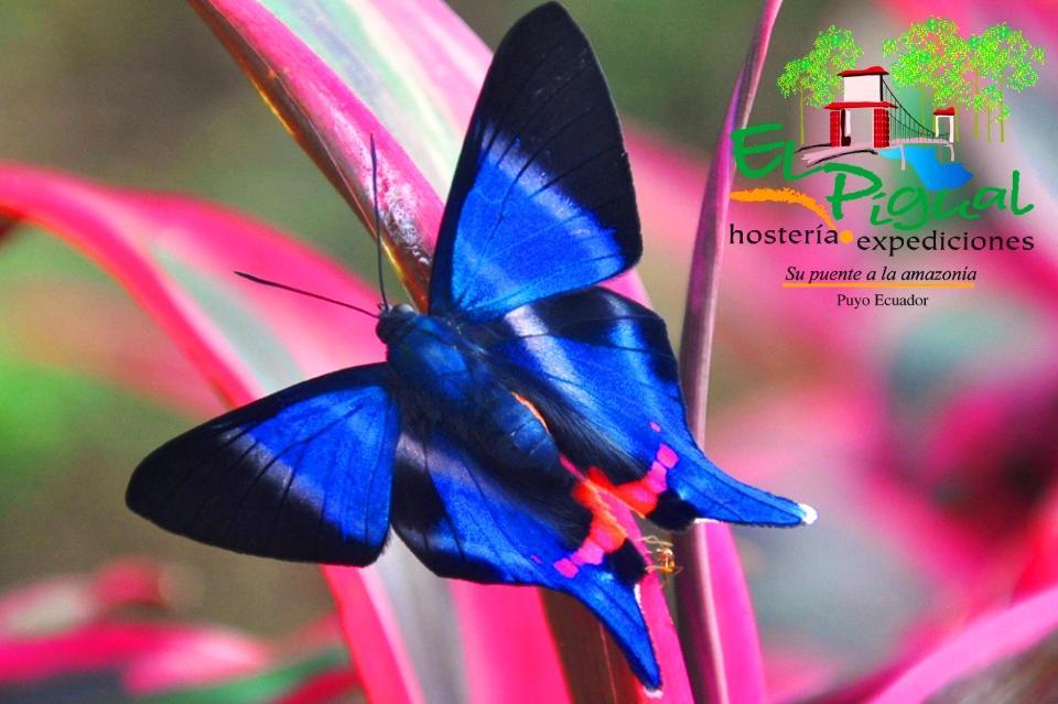 Hosteria Finca El Pigual Puyo Kültér fotó